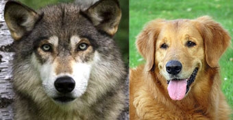 Tổ tiên của chó không phải là chó sói