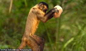 Khỉ cái ném đá để 
“tán tỉnh” khỉ đực