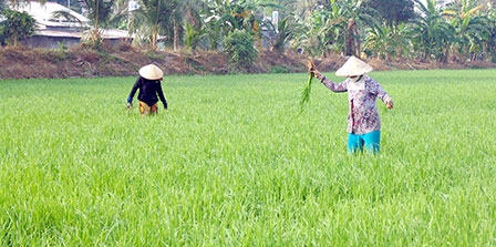 Tích cực hỗ trợ nông dân sản xuất lúa