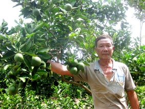 Đặc sản cam xoàn mùa Tết