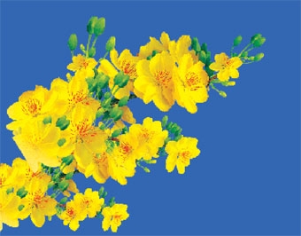 Cho thành phố Cần Thơ văn minh - hiện đại thêm thắm nét Xuân