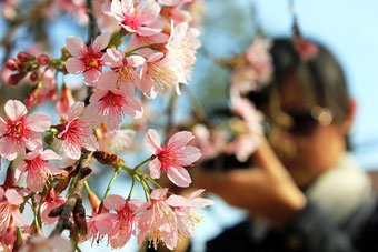 Săn mai anh đào ở cao nguyên