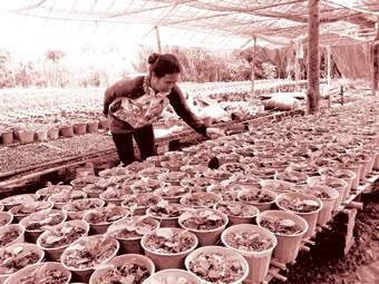 Phát triển nông nghiệp công nghệ cao, 
nông nghiệp đô thị gắn với xây dựng nông thôn mới