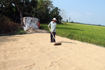 Trúng mùa, không lo thiếu nhân công