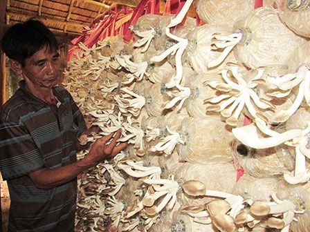 Trồng nấm bào ngư xám cải thiện thu nhập