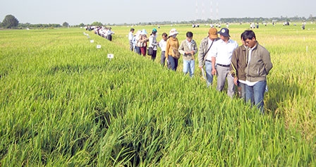 Giống lúa OM121 được 
bình chọn triển vọng nhất trong vụ đông xuân 2013-2014
