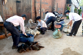 Một ngày, phát hiện hai ổ dịch, tiêu hủy 
trên 2.100 con gia cầm