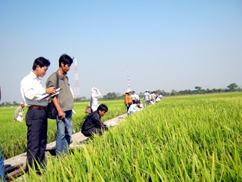 KHỞI ĐẦU TỪ KHÂU CHỌN TẠO GIỐNG