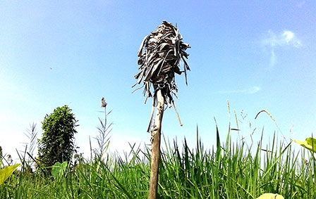 Khám phá “bí mật” tử địa Đồng Tháp Mười