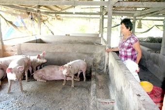 Đừng để người chăn nuôi heo “tự bơi”!