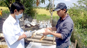 Tăng cường giám sát, chủ động phòng,
chống dịch cúm gia cầm