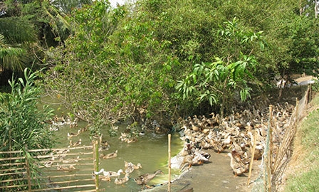 Người chăn nuôi thấp thỏm