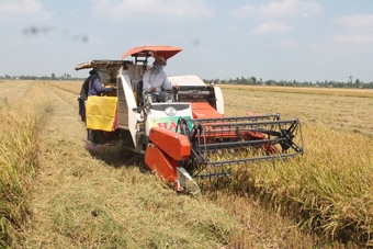 Nông dân an tâm sản xuất trong “Cánh đồng lớn”