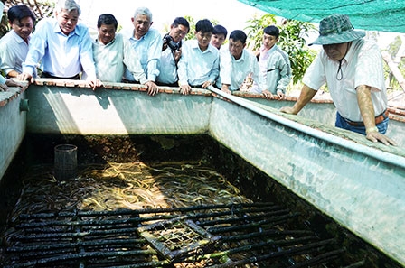 Mô hình "nuôi lươn không bùn" lớn nhất ở An Giang