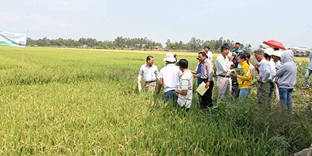 Triển vọng sử dụng phân hữu cơ 
trong canh tác lúa