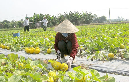 Tập trung nâng chất 
nông nghiệp đô thị