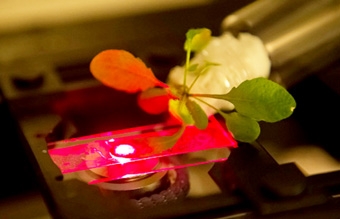 Dùng vật liệu nano biến cây xanh 
thành cảm biến sinh học