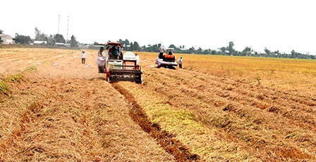 Giá lúa tăng trở lại