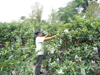 Phát huy hiệu quả 
kinh tế hộ gia đình