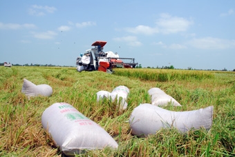 Lại trật chìa liên kết trong “Cánh đồng mẫu lớn”
