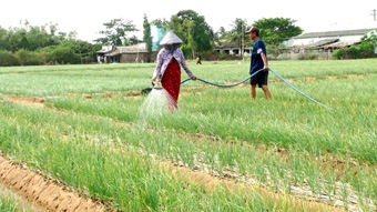 Sóc Trăng: Thành lập hợp tác xã hành tím