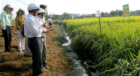 Triển vọng mở rộng thị trường
cung ứng lúa giống