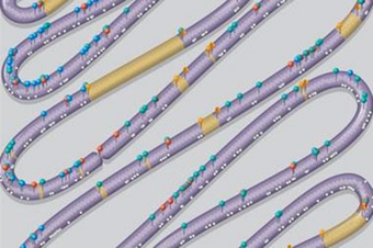 Nhiễm sắc thể nhân tạo  
đột phá mới 
của ngành công nghệ sinh học