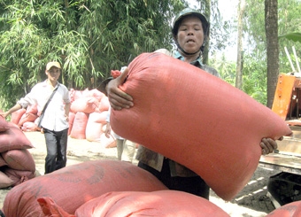 Nhiều nông dân chưa hưởng lợi từ chính sách thu mua tạm trữ