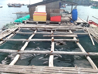 Cá nuôi lồng bè của ngư dân chết hàng loạt