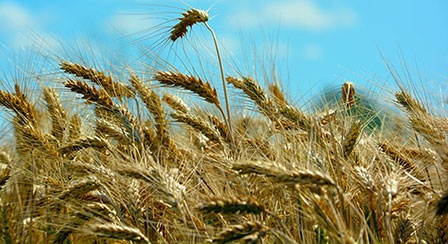 Hàm lượng CO<sub>2</sub> càng cao, chất lượng cây lương thực càng giảm