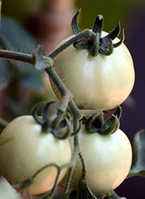 Cà chua xanh giúp tăng cường cơ bắp