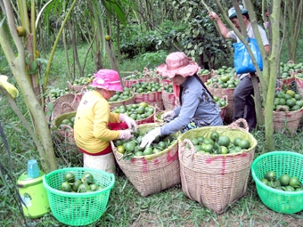 Đổi mới tư duy làm kinh tế tập thể