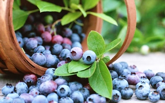 Trái việt quất có tiềm năng chữa bệnh Parkinson