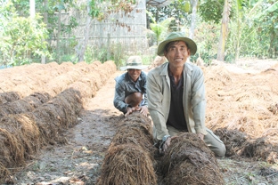 Nông dân tăng thu nhập nhờ 
tận dụng rơm rạ trồng nấm rơm