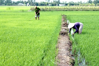 Chủ động phòng chống dịch hại,  giảm chi phí sản xuất
