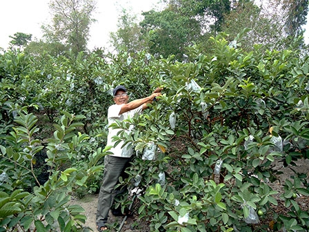 Hiệu quả từ mô hình 
cải tạo vườn tạp