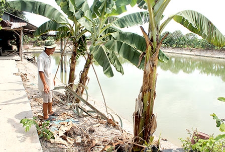 Giá cá tra nguyên liệu tăng, người nuôi vẫn lo