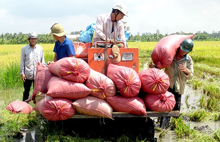 Hợp lực phát triển sản phẩm chủ lực vùng ĐBSCL