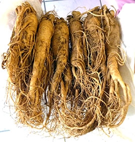 Nhân sâm có thể phòng ngừa 
và chữa bệnh cúm