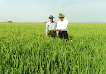 Phát huy vai trò “đầu tàu” 
trong sản xuất, kinh doanh lúa gạo