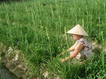 “Ăn nên làm ra” 
nhờ trồng huệ trắng