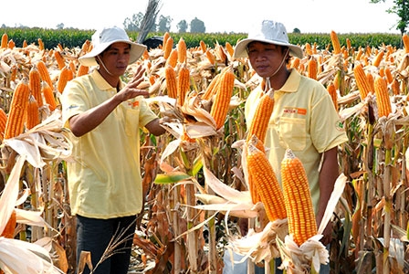 Luân canh trên đất lúa - 
cây trồng nào hiệu quả?