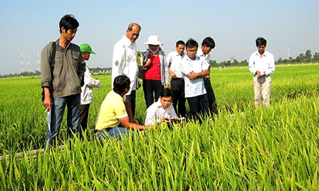 Liên kết “4 nhà” 
để gỡ “nút thắt” giống lúa