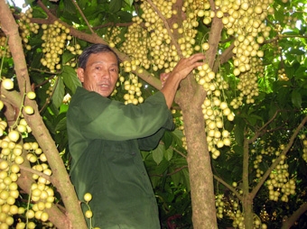 Rộn ràng mùa dâu chín