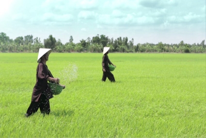 Đạm Cà Mau đồng hành cùng nhà nông