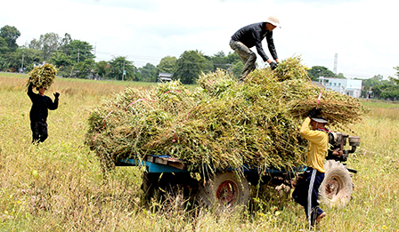 Triển vọng phát triển cây mè
trên chân ruộng lúa