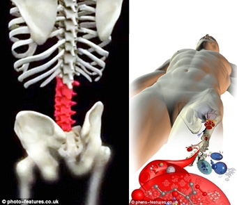 Mô phỏng cơ thể người trên máy tính để nâng cao chất lượng khám chữa bệnh