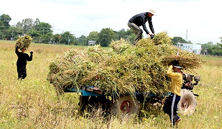 Triển vọng phát triển cây mè 
trên chân ruộng lúa