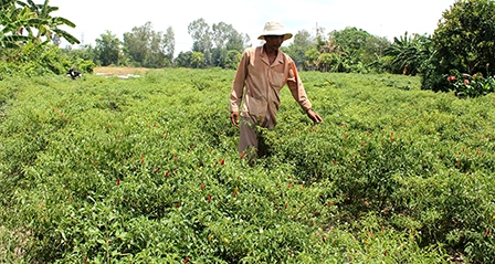 Mô hình trồng ớt chỉ thiên cho hiệu quả kinh tế cao