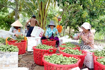 Phát triển vườn cây ăn trái gắn với du lịch